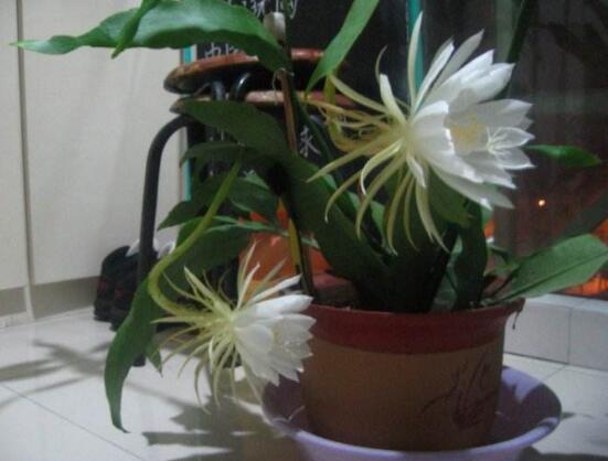 曇花開代表什么預(yù)兆，預(yù)兆著好事成雙、喜事臨門