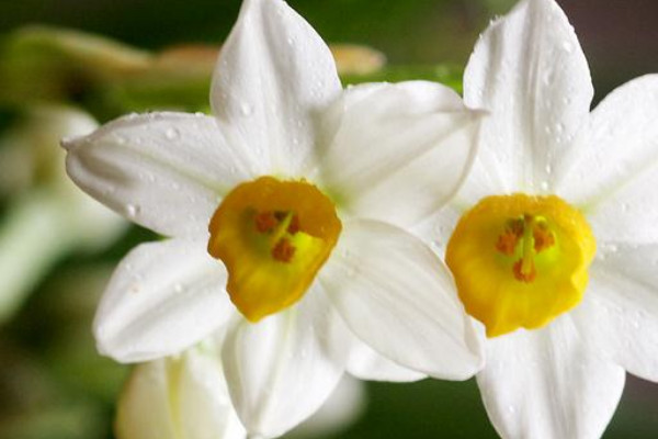 水仙花是什么季節(jié)開的
