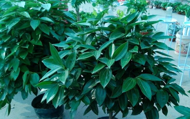 平安樹葉子發(fā)黑的原因，病蟲害等三種原因造成