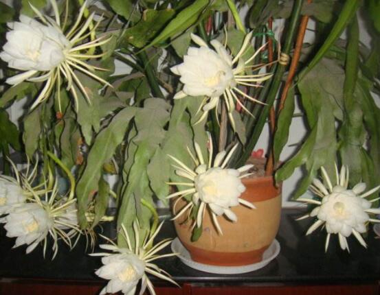 曇花怎么養(yǎng)，注意盆土是關(guān)鍵/肥水要合理