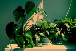 龜背竹氣根水培會(huì)發(fā)芽嗎，氣根植入水中可促進(jìn)植株的生長