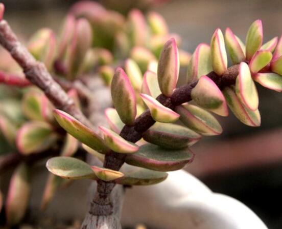 雅樂(lè)之舞水培怎么養(yǎng)，勤換水、保持合適溫度光照/前期養(yǎng)護(hù)