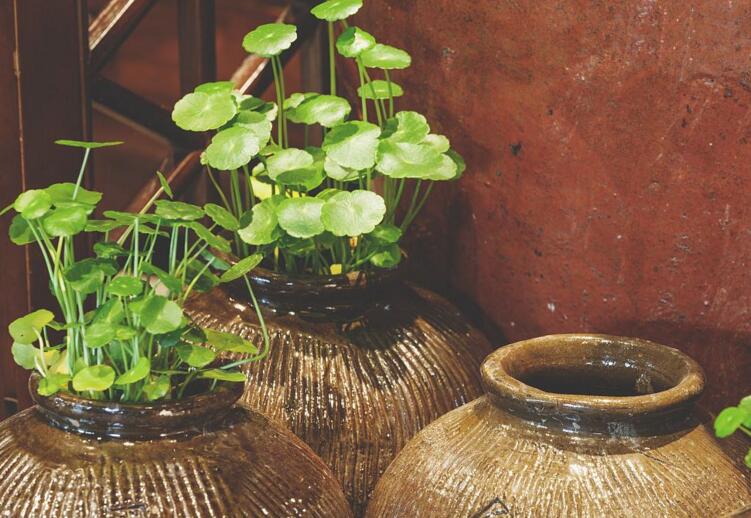 銅錢草適合放臥室嗎，不僅可以放并且作用也特別大