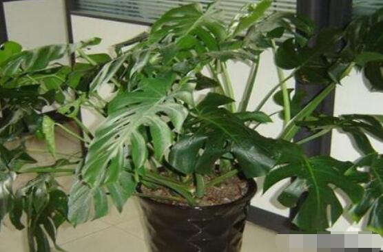 龜背竹用深盆還是淺盆，透氣性強(qiáng)深盆為主(陶盆/紫砂盆/泥瓦盆)