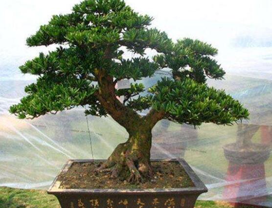 羅漢松盆景施肥，做好以有機液肥、稀薄的餅肥水為主