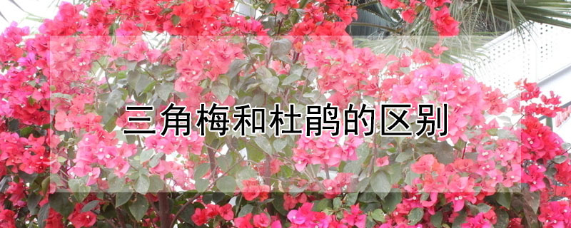 三角梅和杜鵑的區(qū)別