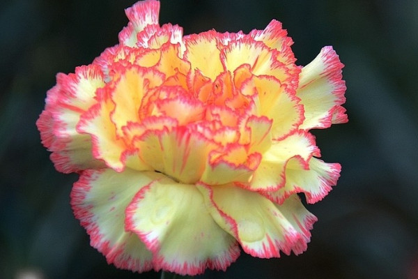 水培康乃馨的養(yǎng)殖方法和注意事項(xiàng)