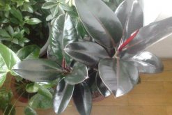 橡皮樹如何砍頭，砍頭之后要用蠟油封住傷口