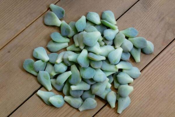 寶石花怎樣用葉子繁殖，寶石紅葉子繁殖5大要點(diǎn)