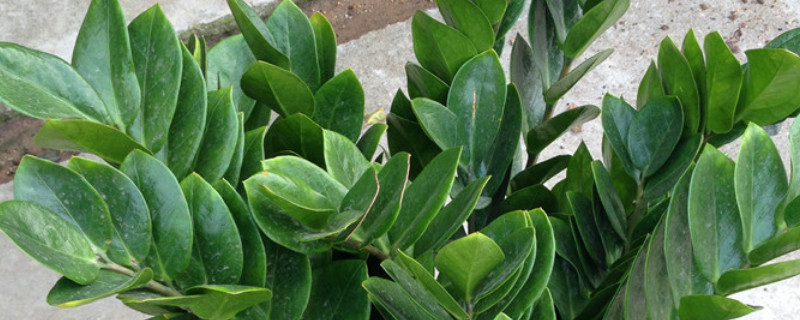 金錢樹會(huì)開花嗎花是什么樣子