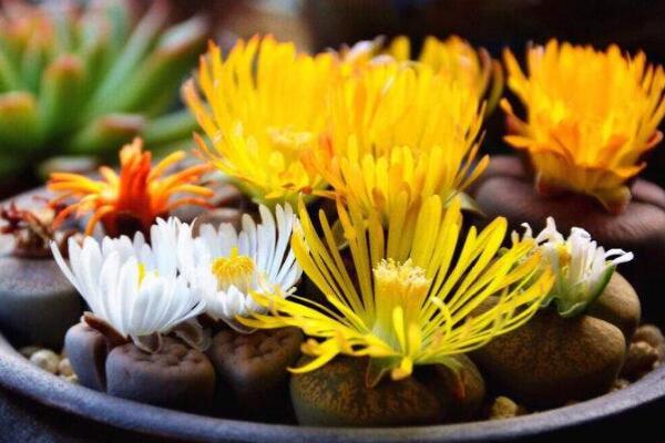 生石花開花還能活嗎，開花后會(huì)脫皮但不會(huì)死