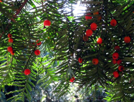 紅豆杉干枯后急救方法，教你四種方法輕松解決