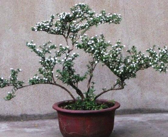 六月雪怎么變粗，做好六點(diǎn)基本方法生長(zhǎng)粗壯