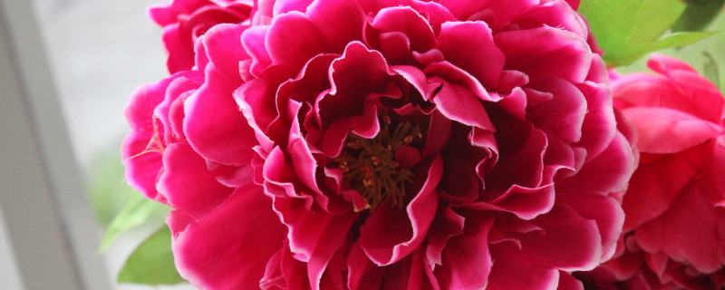 牡丹什么時(shí)候開花季節(jié)