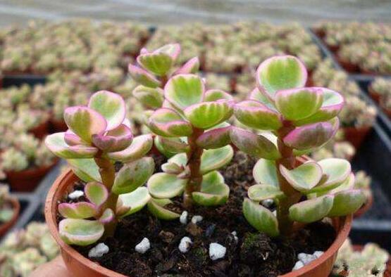 雅樂之舞如何變粉，五個小妙招教你變得粉紅