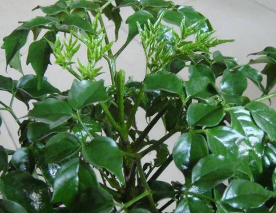 幸福樹水生根技巧，做好四點(diǎn)步驟即可水培爆盆