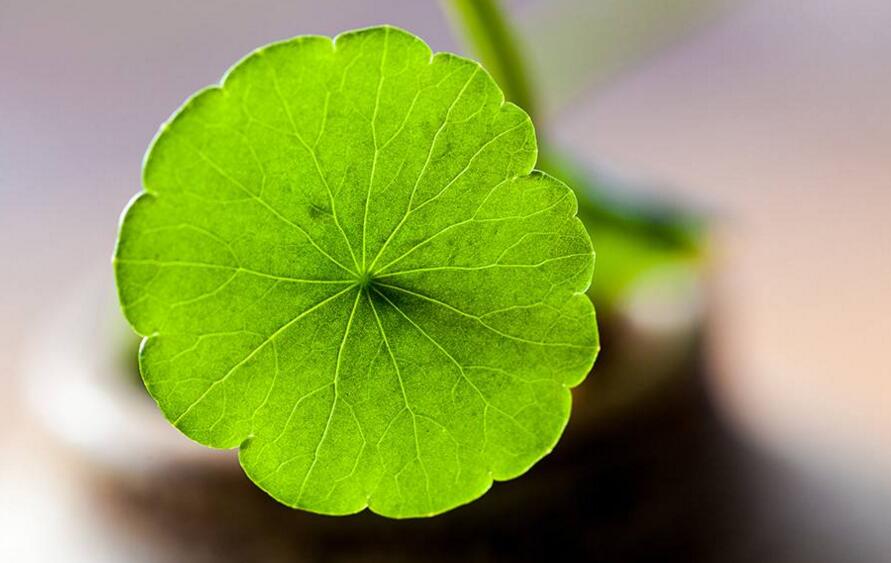 銅錢(qián)草放在什么位置好，放在陽(yáng)臺(tái)上最合適