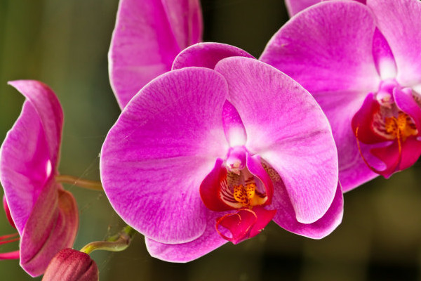 蝴蝶蘭和蘭花哪個好養(yǎng)