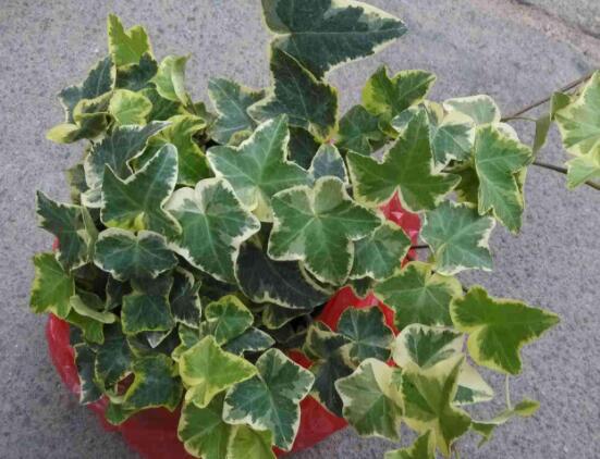 常春藤怎么養(yǎng)長(zhǎng)得壯，只需要做好五個(gè)要點(diǎn)即可