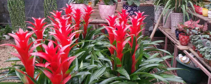 鴻運當(dāng)頭冬天能移植嗎