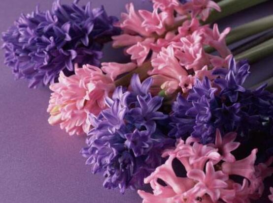 好看的風(fēng)信子圖片欣賞，姿色優(yōu)美，色彩艷麗