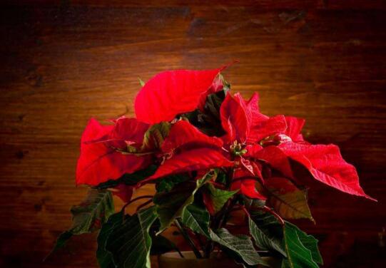 一品紅的寓意，象征冬日中的暖陽