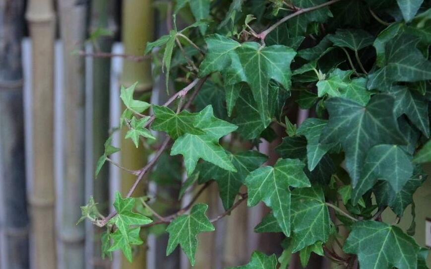 常春藤葉子發(fā)蔫咋補(bǔ)救，適合的光照和溫度很重要