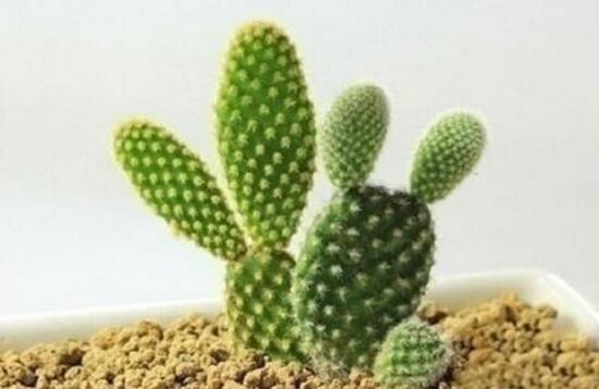 仙人球怎么養(yǎng)長得快，盆栽仙人球的養(yǎng)殖方法