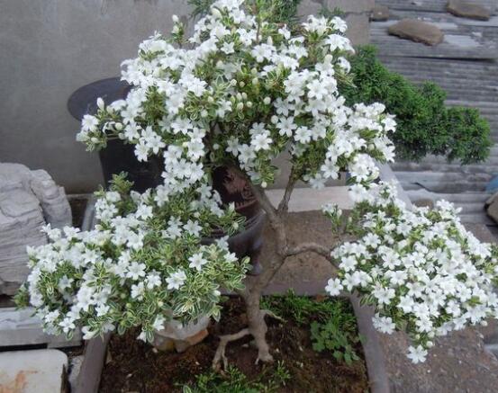 六月雪怎么變粗，做好六點(diǎn)基本方法生長(zhǎng)粗壯