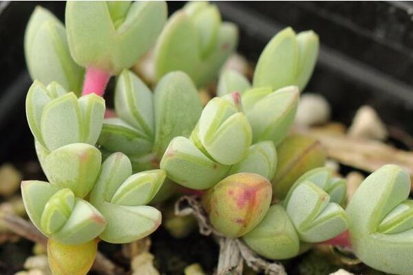 碧玉蓮的養(yǎng)護(hù)方法，做好五個(gè)方面的管理