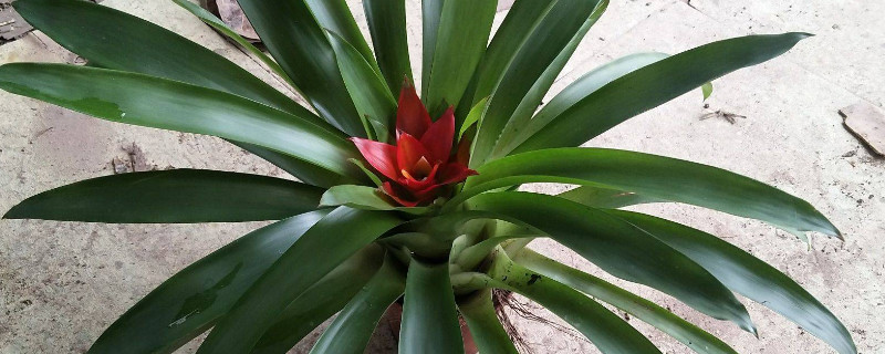 鴻運(yùn)當(dāng)頭怎么管理