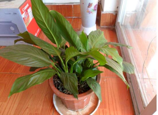 一帆風順為什么不開花，一帆風順不開花怎么辦