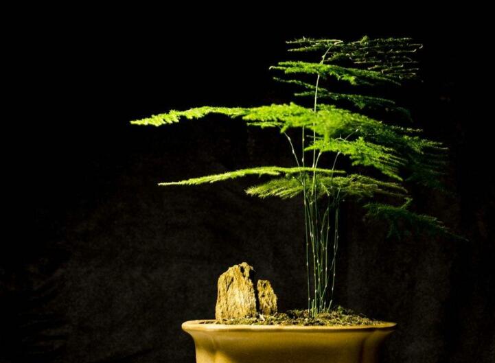 為什么家里不能養(yǎng)文竹，這是不科學的理論