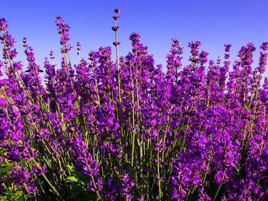薰衣草的花語是什么，代表著心心相印、愛情的等待