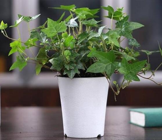 常青藤除甲醛嗎，每平方米可吸收甲醛1.48毫克