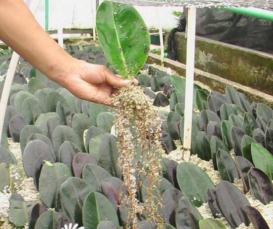 橡皮樹怎么繁殖，橡皮樹繁殖方法