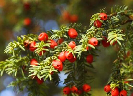 東北紅豆杉與南方紅豆杉有什么區(qū)別，介紹最簡單的三種區(qū)別方法