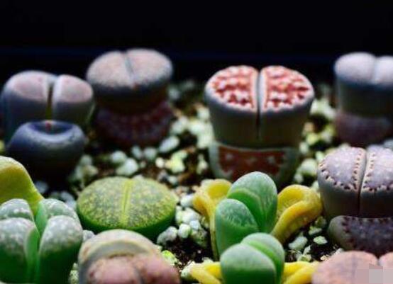 生石花怎么種植，做好六個(gè)步驟盆盆爆滿