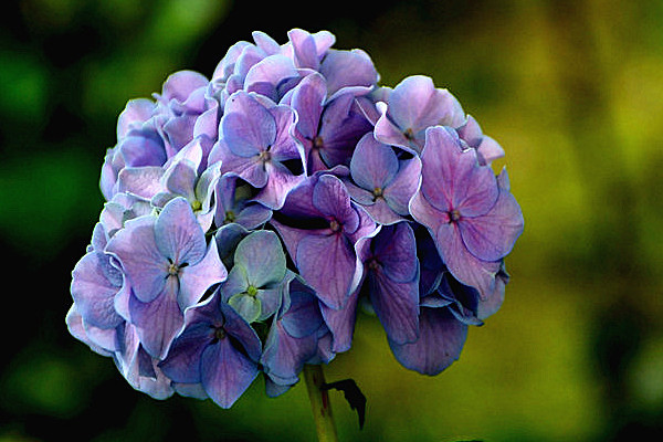 繡球花葉子發(fā)黃是怎么回事