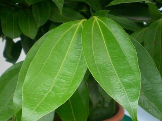 平安樹的花語，祈求平安、闔家幸福、萬事如意