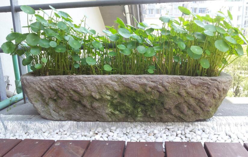 銅錢草怎么種，4個養(yǎng)殖方面要注意