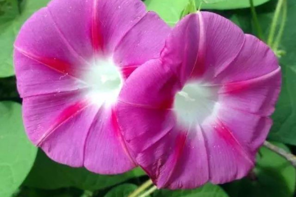 牽?；槭裁丛缟祥_花其他時間都不開