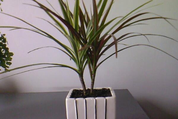 三彩千年木怎么養(yǎng)