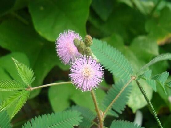 含羞草怎么養(yǎng)活，做好五個要點(diǎn)存活率百分百