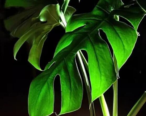 龜背竹滴水是怎么回事，只是一種正常的吐水現(xiàn)象(水分充足)