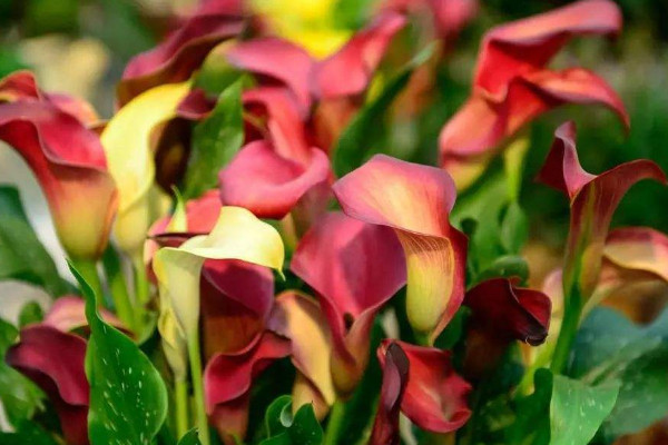 彩色馬蹄蓮為什么不能復花，品種特殊復花難度大