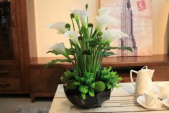 馬蹄蓮夏季的養(yǎng)殖方法，5個(gè)步驟可讓馬蹄蓮順利度夏