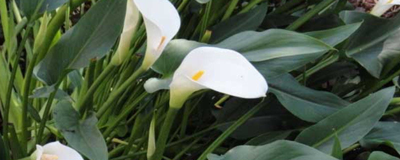 馬蹄蓮不開(kāi)花的原因