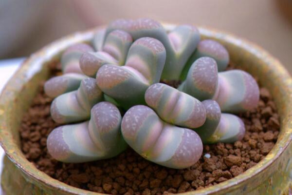 生石花用肥方法，不同的季節(jié)選擇不同的肥料施撒