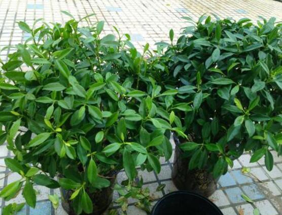 平安樹的花語，祈求平安、闔家幸福、萬事如意